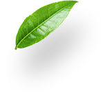 revslider_h14-shape1.png