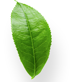 revslider_h14-shape5.png
